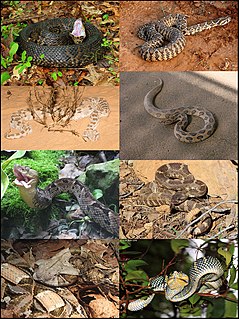 Viperidae Family of snakes