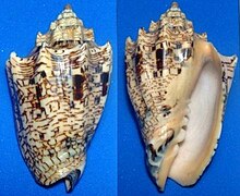 Dorsal (left) and ventral (right) views of a shell of Voluta ebraea Voluta ebraea.JPG