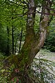 * Nomination European beech next to the Erlauf river, nature park Ötscher-Tormäuer, Lower Austria --Uoaei1 06:09, 17 August 2016 (UTC) * Promotion Good quality. --Johann Jaritz 06:36, 17 August 2016 (UTC)