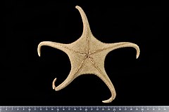 File:Wallastra elenderae (MNHN-IE-2013-17165) 03.jpg (Category:Echinodermata in the Muséum national d'histoire naturelle)