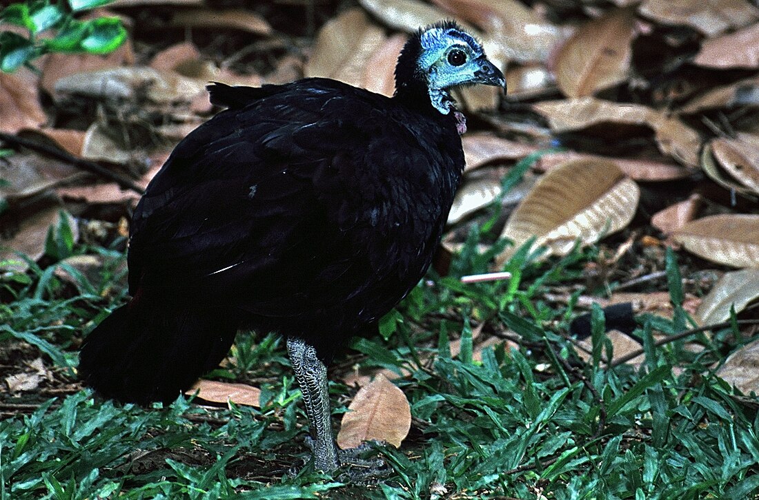 Brushturkey