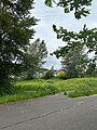 * Nomination Wetland with a neighborhood in the background in Kent, Washington --Roc0ast3r 21:47, 19 July 2024 (UTC) * Decline  Oppose  Overprocessed and over sharpened. --Augustgeyler 20:20, 21 July 2024 (UTC)