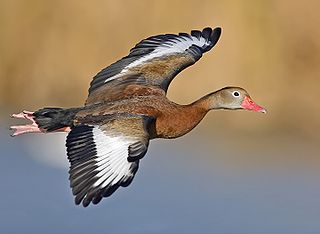 Whistling duck