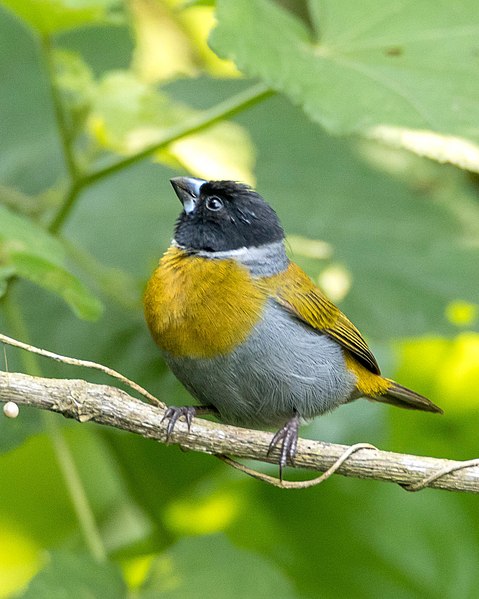 File:White-collared oliveback Nesocharis ansorgei, male Rwanda.jpg