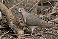 White-tipped Dove National Butterfly Center Mission TX 2018-02-28 15-39-25 (38852766090).jpg