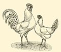 The White Leghorn