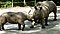 Singapore Zoo White Rhinos