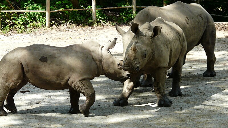 File:White rhino singapore zoo1.JPG