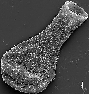 <span class="mw-page-title-main">Chitinozoan</span> A taxon of flask-shaped, organic walled marine microfossils produced by an as yet unknown organism