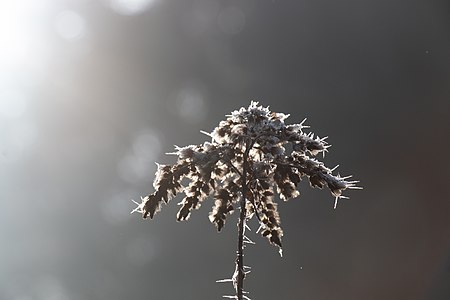 Winter morning in the Schwarzwald