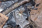 Thumbnail for File:Wolf spider with egg sac.jpg