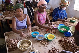 Kvinder som afskaller cashewnødder i Burkina Faso i Vestafrika