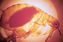 Xenopsylla chepsis (oriental rat flea).jpg