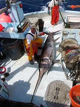 魚 メカジキ はどんな魚 旬はいつ おいしい食べ方は