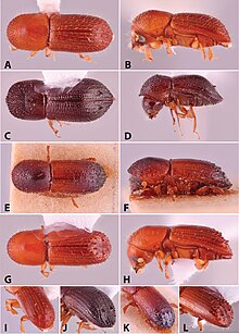 Different views of adult Xyleborus affinis Xyleborini (10.3897-zookeys.983.52630) Figure 88.jpg