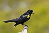 Yellow-shouldered Blackbird 5 Mike Morel.jpg