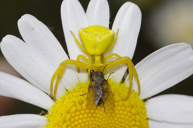 File:Yellow Crab Spider.jpg