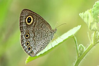 <i>Ypthima singala</i> Species of butterfly