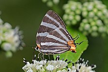 Zebra chiziqli soch turmagi (Panthiades bathildis) urg'ochi underside.jpg