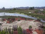 Los Cerritos Wetlands