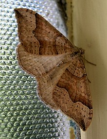 colour photograph of a living Zenophleps alpinata moth taken in the bathroom of the many glacier campsite. the moth is brown and very standard looking