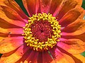 * Nomination: Zinnia elegans 'Zowie Yellow Flame' --Wilfredor 19:33, 6 September 2022 (UTC) * * Review needed