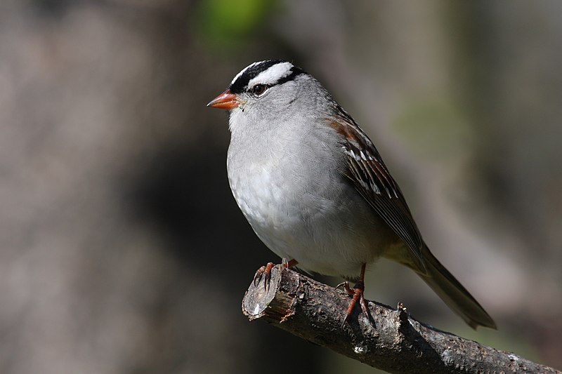 File:Zonotrichia leucophrys CT3.jpg