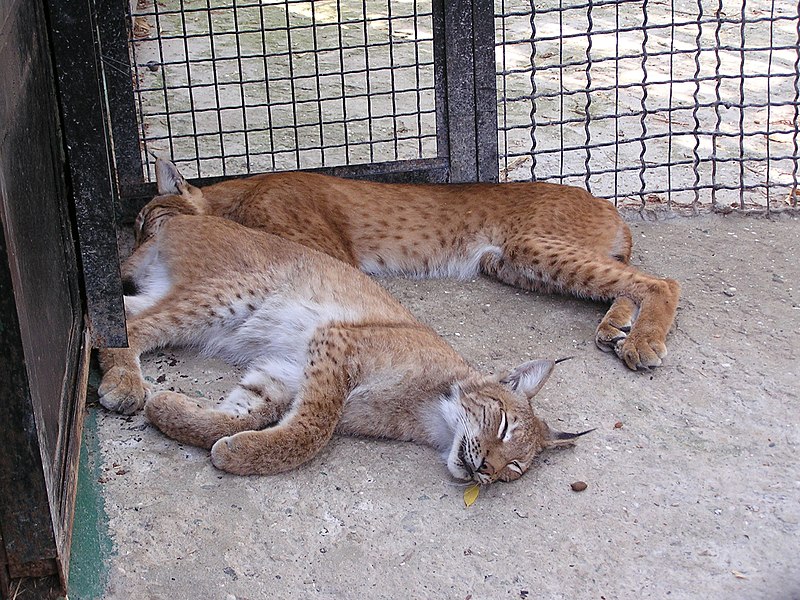 File:Zoo in Yalta 005.jpg