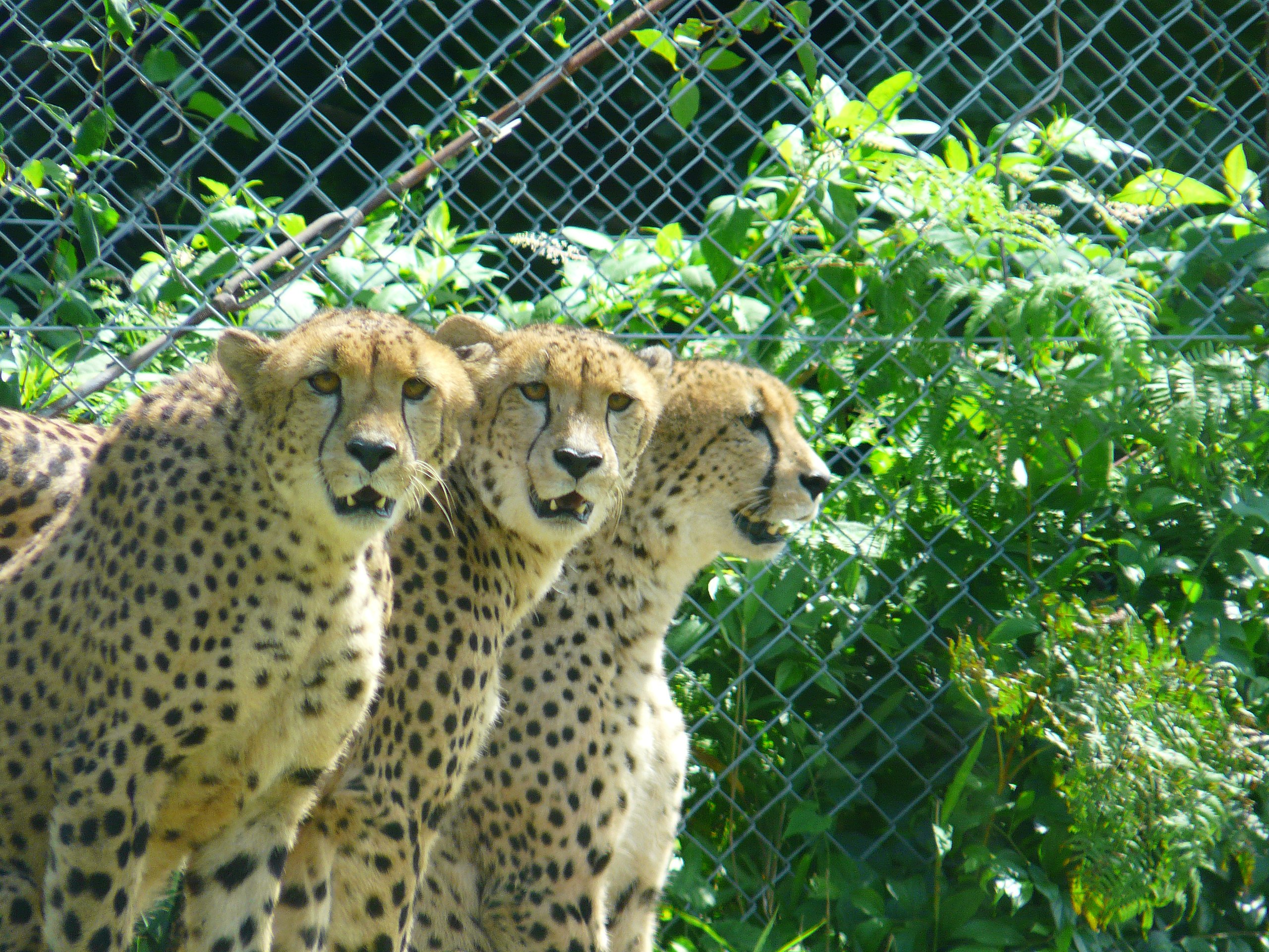 九州自然動物公園アフリカンサファリの前売り券 2枚組 - 施設利用券