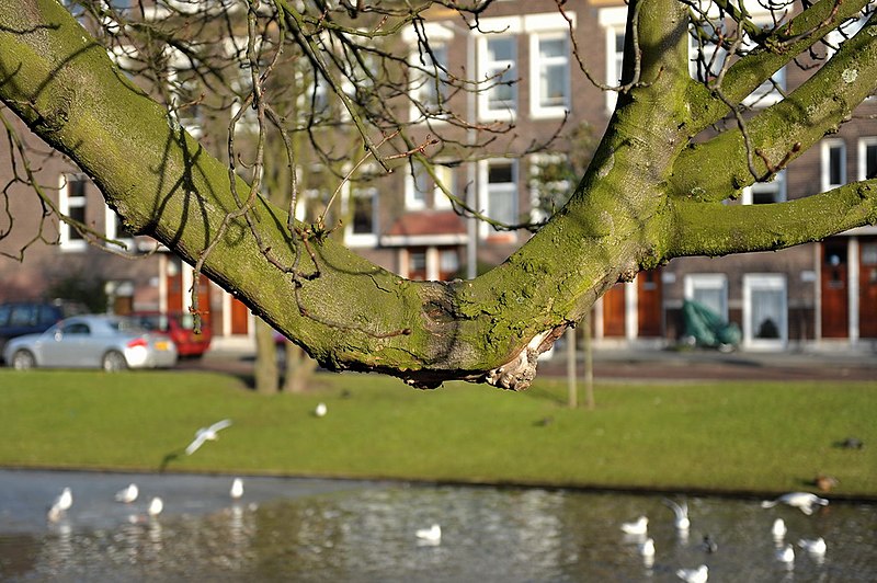 File:'Boom' Noordsingel Rotterdam (5363167003).jpg