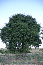 Miniatura para Sideroxylon obtusifolium