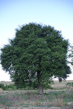 Vue d'un arbre Guaraniná (Sideroxylon obtusifolium) ou Sideroxylon obtusifolium ou Lyciodes obtusifolium [14]'[15]), prise près de La Paz.