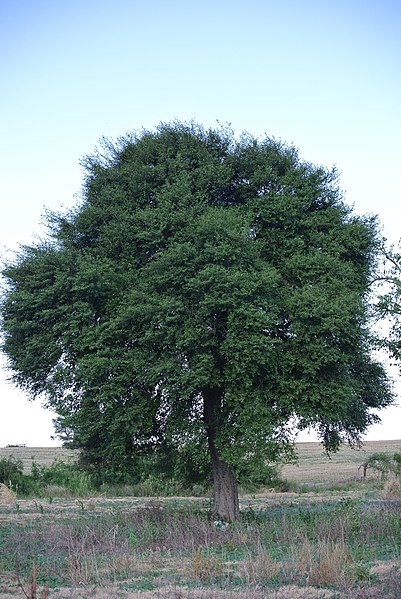 File:Árbol de Guaraniná.JPG