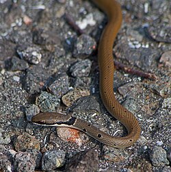 Красноголовый полоз Platyceps collaris Collared Dwarf Racer (Red whip snake) Черноврата стрелушка (30152732907).jpg