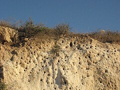 חורים שנקדחו על ידי שרקרקים באבן גיר