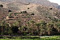 Date Palms in Behbahan, Iran