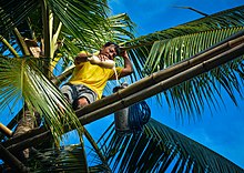 Worker in the Philippines using a bamboo bridge network to collect sweet coconut sap from cut flower stalks for the production of lambanog, a distilled alcoholic drink "Lambanog"- Philippines Coconut Wine.jpg