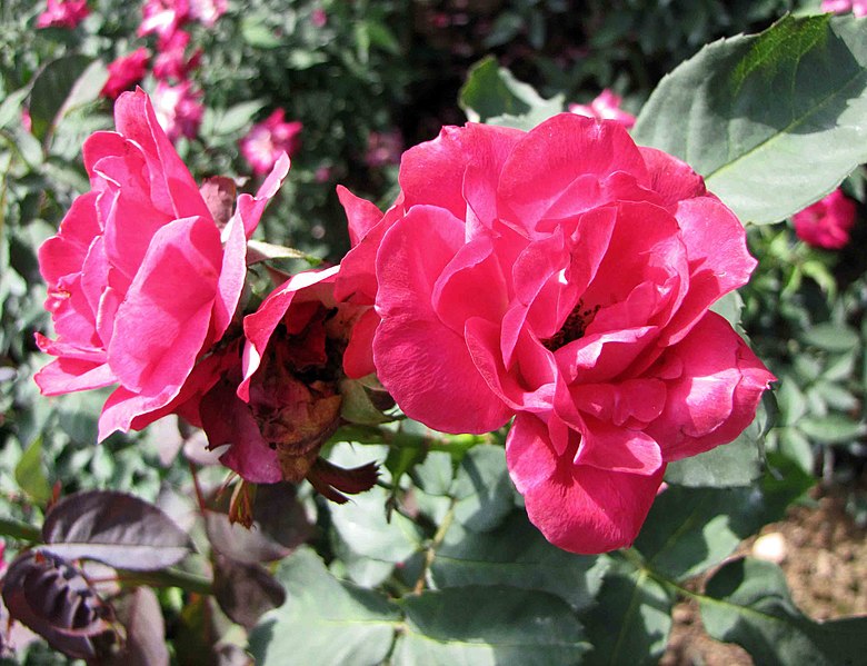 File:中國古老月季-月月紅 Rosa chinensis 'Month-Month Red' -深圳人民公園 Shenzhen Renmin Park, China- (27925593137).jpg