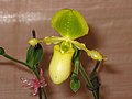 報春兜蘭 Paphiopedilum primulinum -香港沙田洋蘭展 Shatin Orchid Show, Hong Kong- (9222652258).jpg