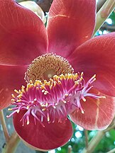 Stamen of Couroupita guianensis