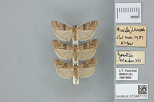 013467172 - Sciota hostilis - Stephens, 1834.jpg