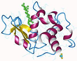 A Lysozyme cikk illusztráló képe