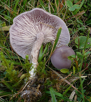 <i>Collybia sordida</i> Species of fungus