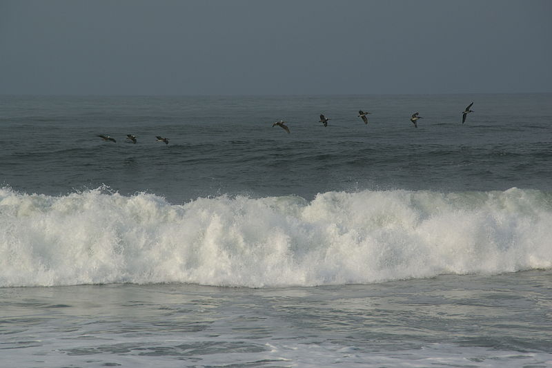 File:2010.05.05.071738 Pelícanos olas El Sunzal El Salvador.jpg