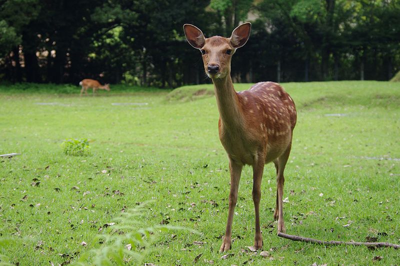 File:20100716 Sika Deer Nara 2382.jpg