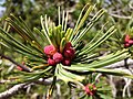 2013-07-12 15 55 36 Whitebark Pine pollen cones on Copper Mountain, Nevada.jpg