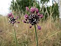 Allium scorodoprasum Schlangen-Lauch