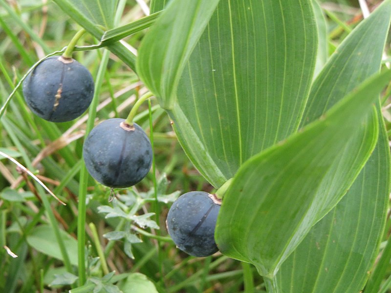 File:20140810Polygonatum odoratum2.jpg