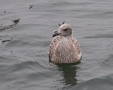 European herring gull - Larus argentatus, young bird