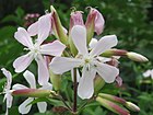 Saponaria officinalis